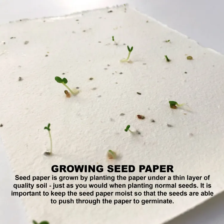 Picture of Daisy Seed Sticky Note Pad